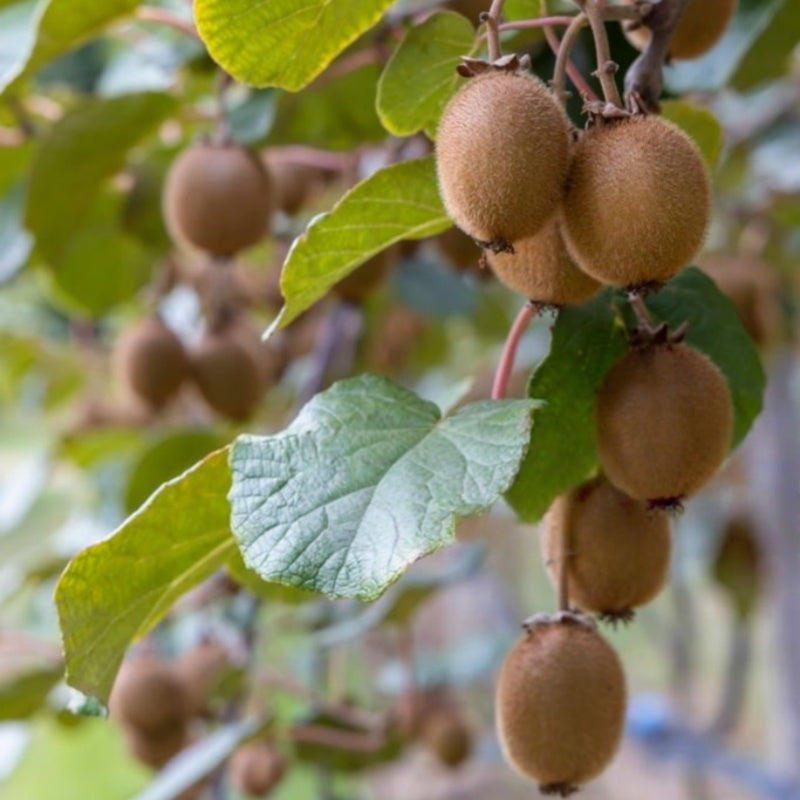 Kiwi Seeds up to 50%