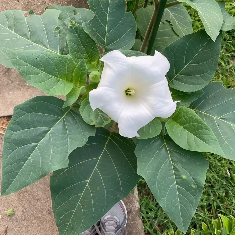 Datura Metel L. Seeds - Larger Packet High Germination 600-1500 Onsaleseeds