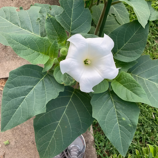 Datura Metel Seeds