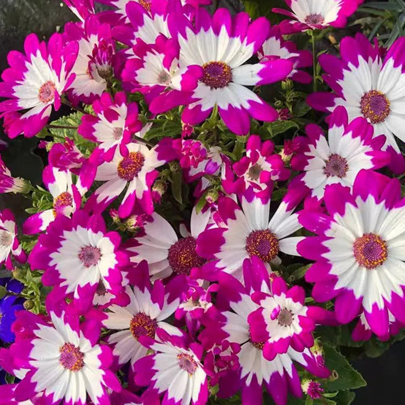 Pericallis Hybrida Seeds - Mix Larger Packet High Germination 300-1500 Onsaleseeds
