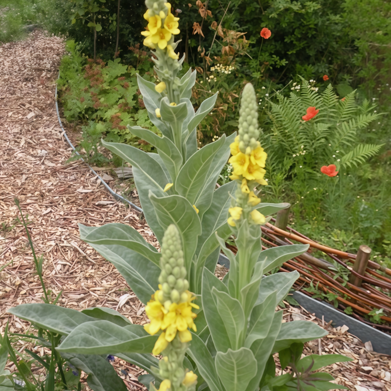Verbascum Blattaria L. Yellow Seeds up to 50%