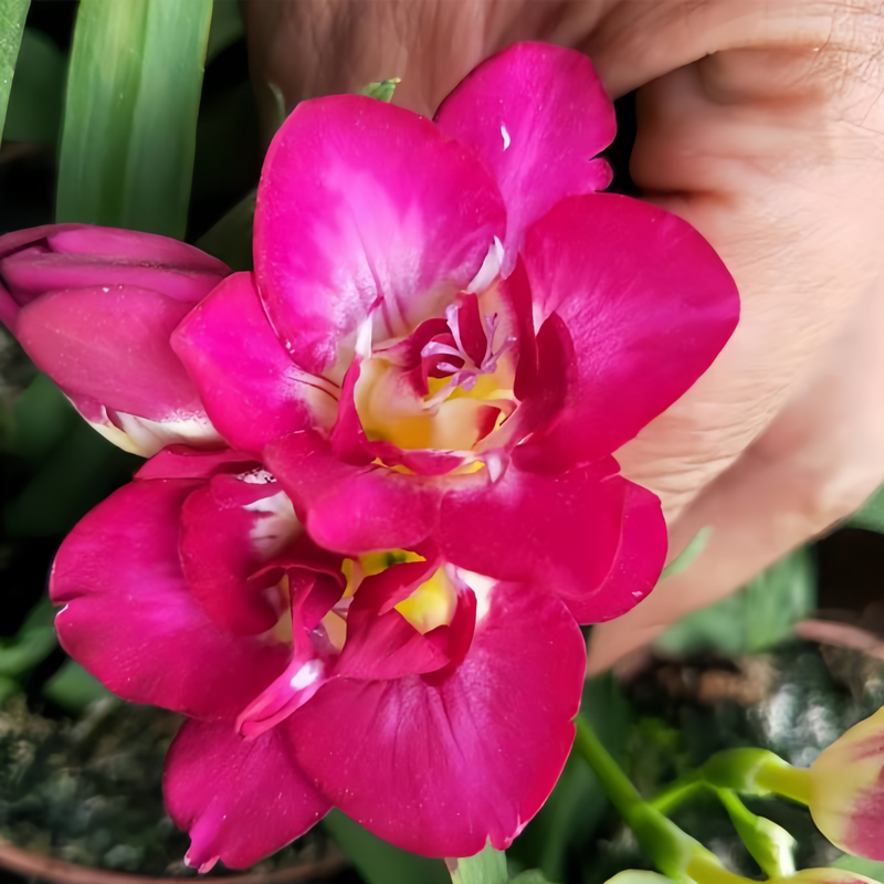 Freesia Purple Rain Bulbs up to 50%