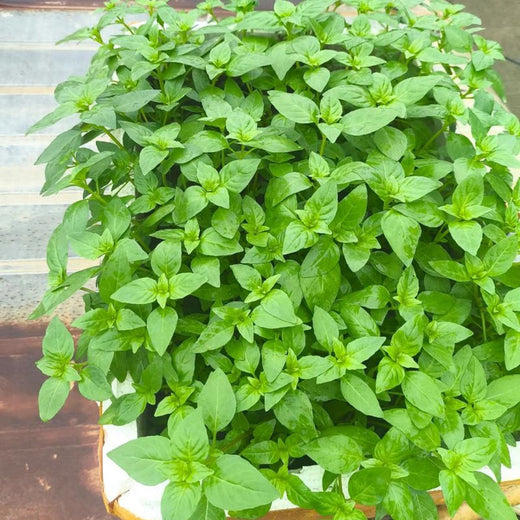 Catnip Seeds