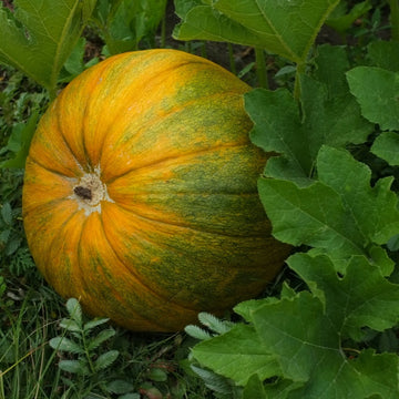 Giant Pumpkin Seeds Up to 50%