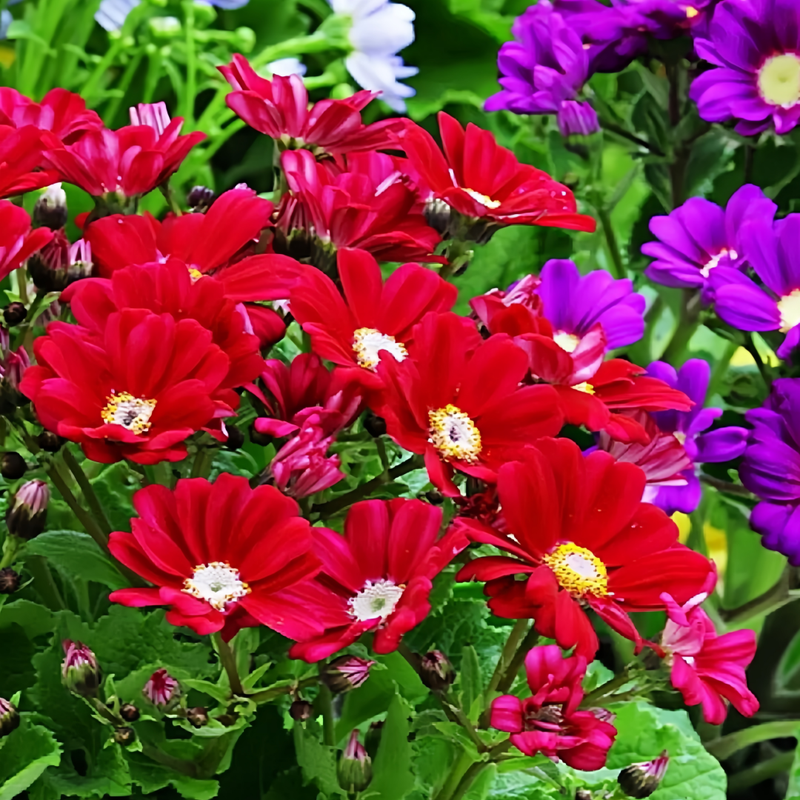 Pericallis Hybrida Seeds - Pink Larger Packet High Germination 360-1800 Onsaleseeds