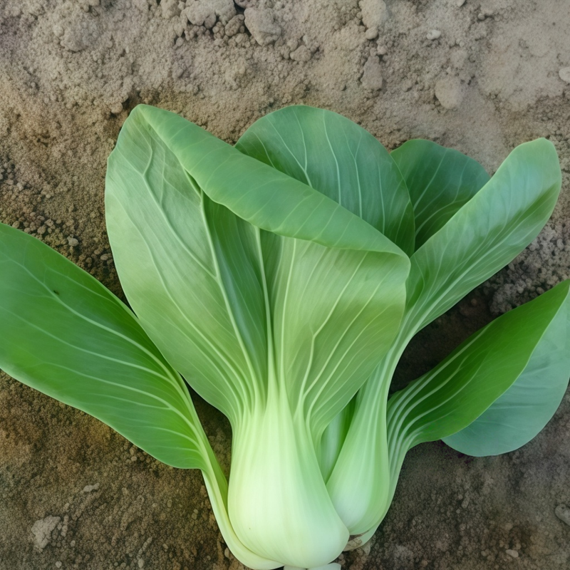 Brassica Campestris - Larger Packet High Germination 5000-25000 Onsaleseeds