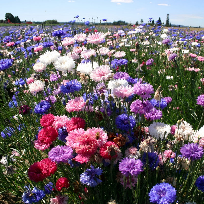 Cornflower / Bachelor Button Seeds - Double Petaled Mix Larger Packet High Germination 1000-5000 Onsaleseeds