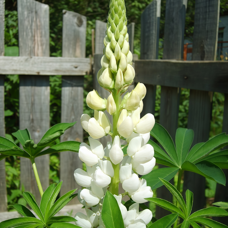 Lupinus Seeds - White Larger Packet High Germination 450-2200 Onsaleseeds