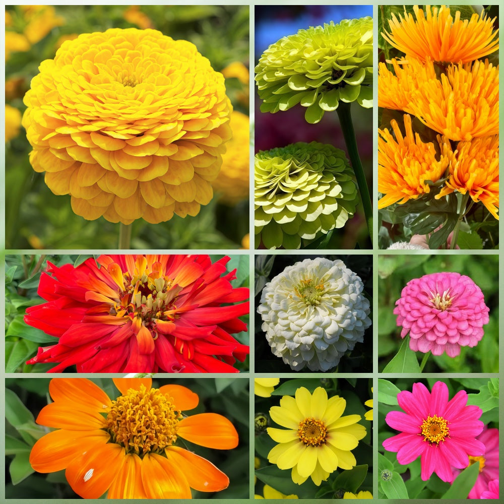 Wildflower Seeds - Summer Style Mix Includes Dahlia Pinnate, Petunia, Cosmos, etc.