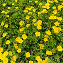 Potentilla Seeds
