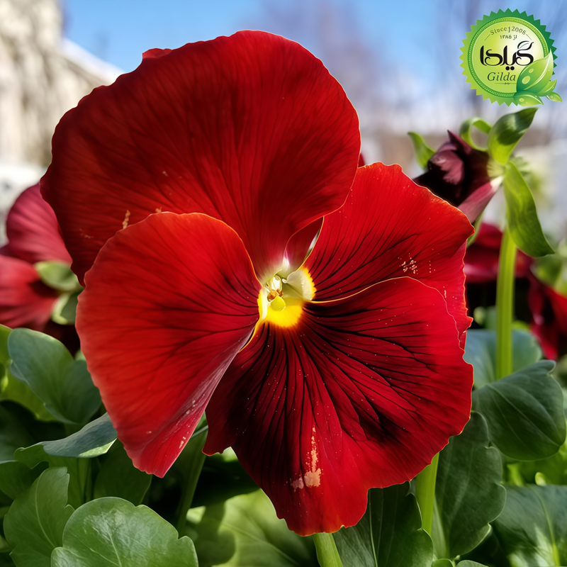 Viola Reddish Brown Seeds up to 50%