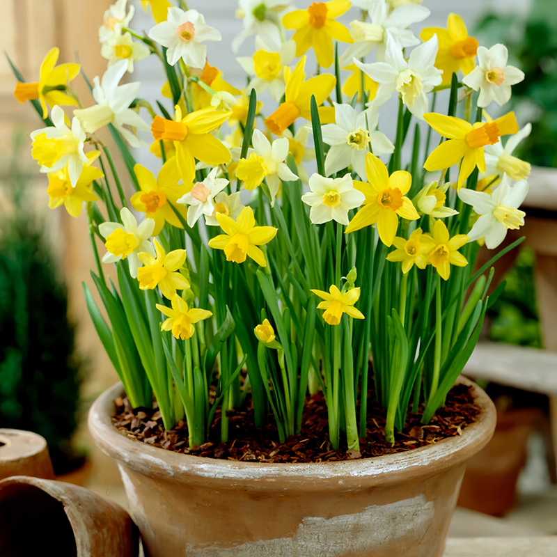 Daffodil Bulbs up to 50%