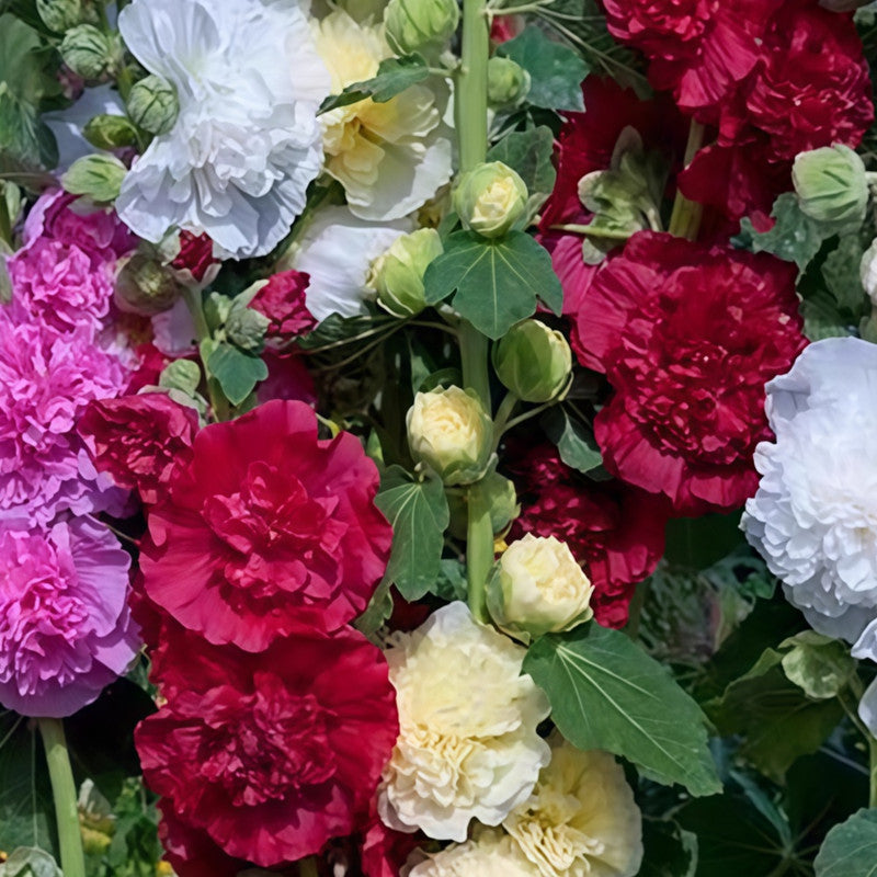 Hollyhock Mix Seeds up to 50% Large Pack · 1500-7500 Seeds