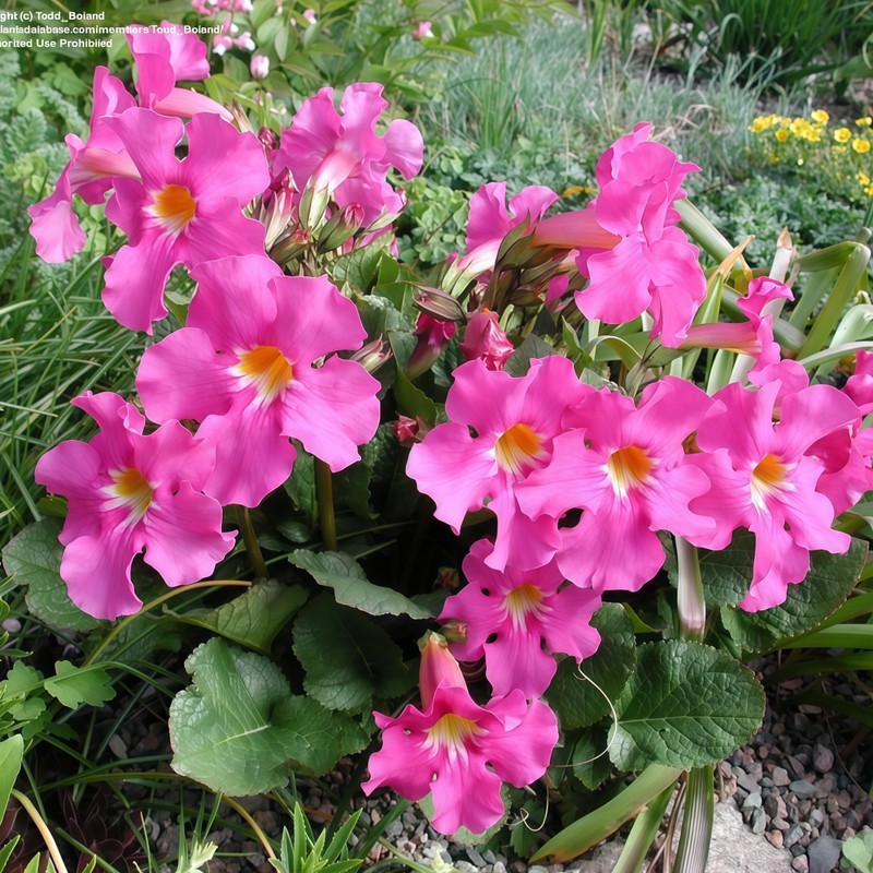Incarvillea Delavayi Red Seeds up to 50% Large Pack · 600-3000 Seeds