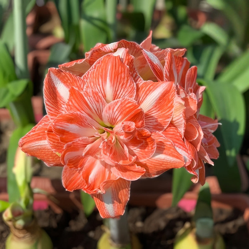 Amaryllis Bulbs - Sunshine Fairy