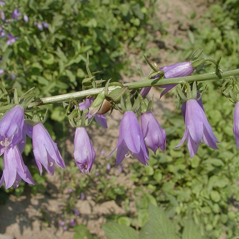 Adenophora Tetraphylla Seeds - Larger Packet High Germination 8000-40000 Onsaleseeds