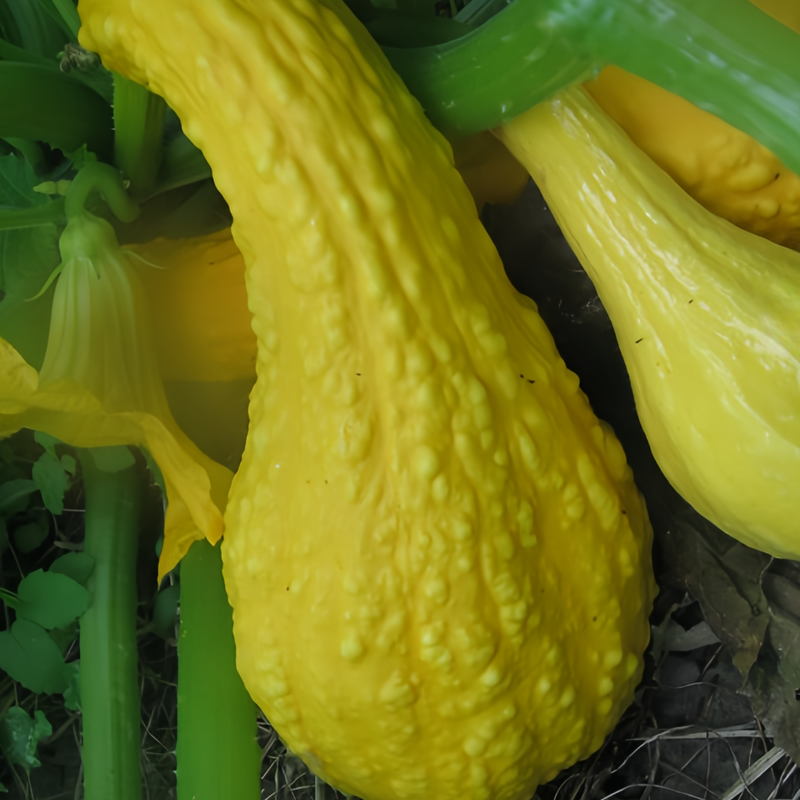Cucurbita Moschata - Swan Yellow High Germination  Onsaleseeds