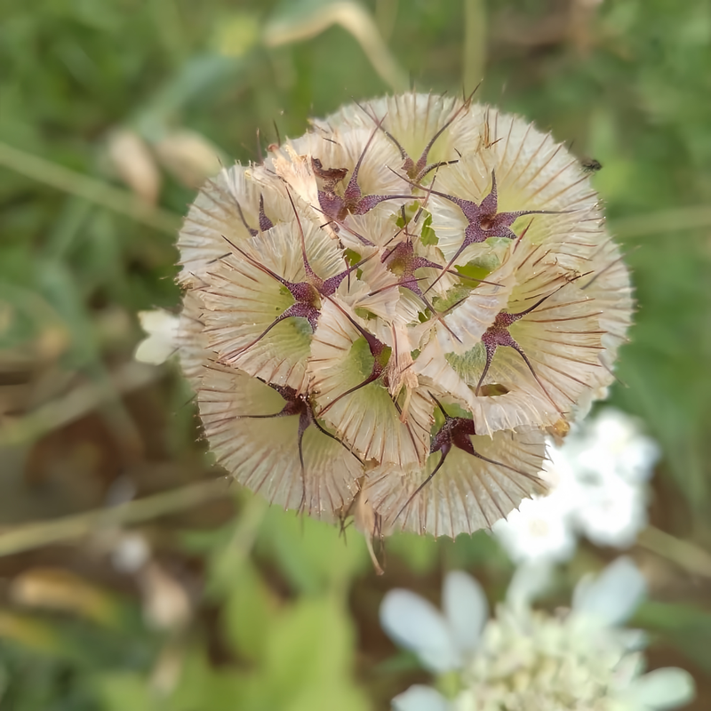 Scabiosa Atropurpurea Seeds - Green High Germination  Onsaleseeds
