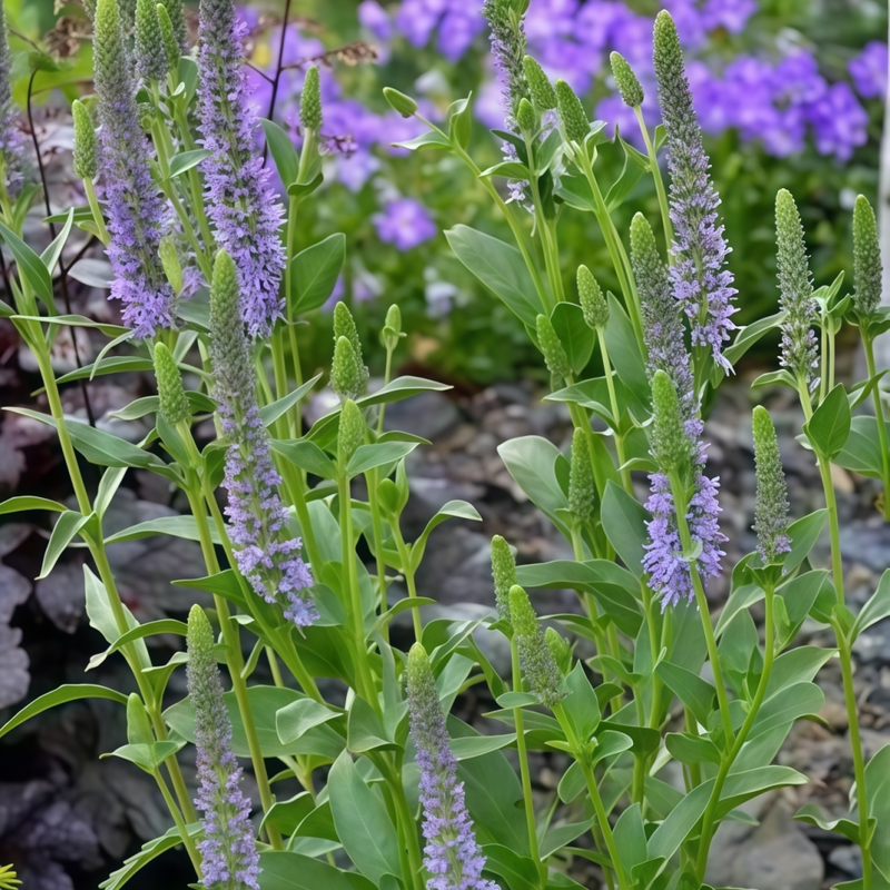 Verbena Seeds - Blue Larger Packet High Germination 1000-5000 Onsaleseeds