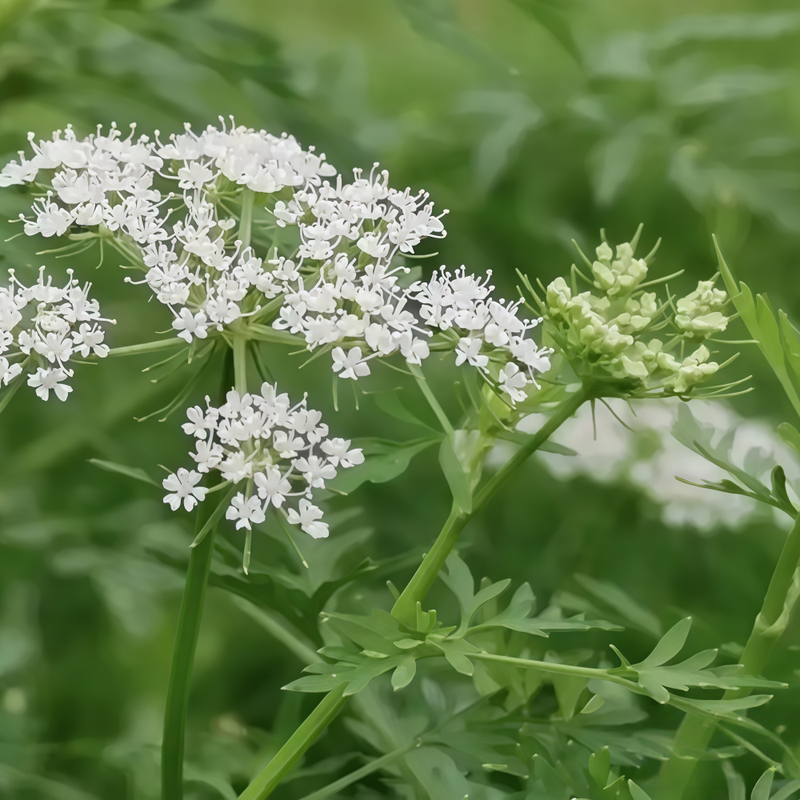 Cnidium Monnieri (L.)Cuss. Seeds - Larger Packet High Germination 1000-5000 Onsaleseeds