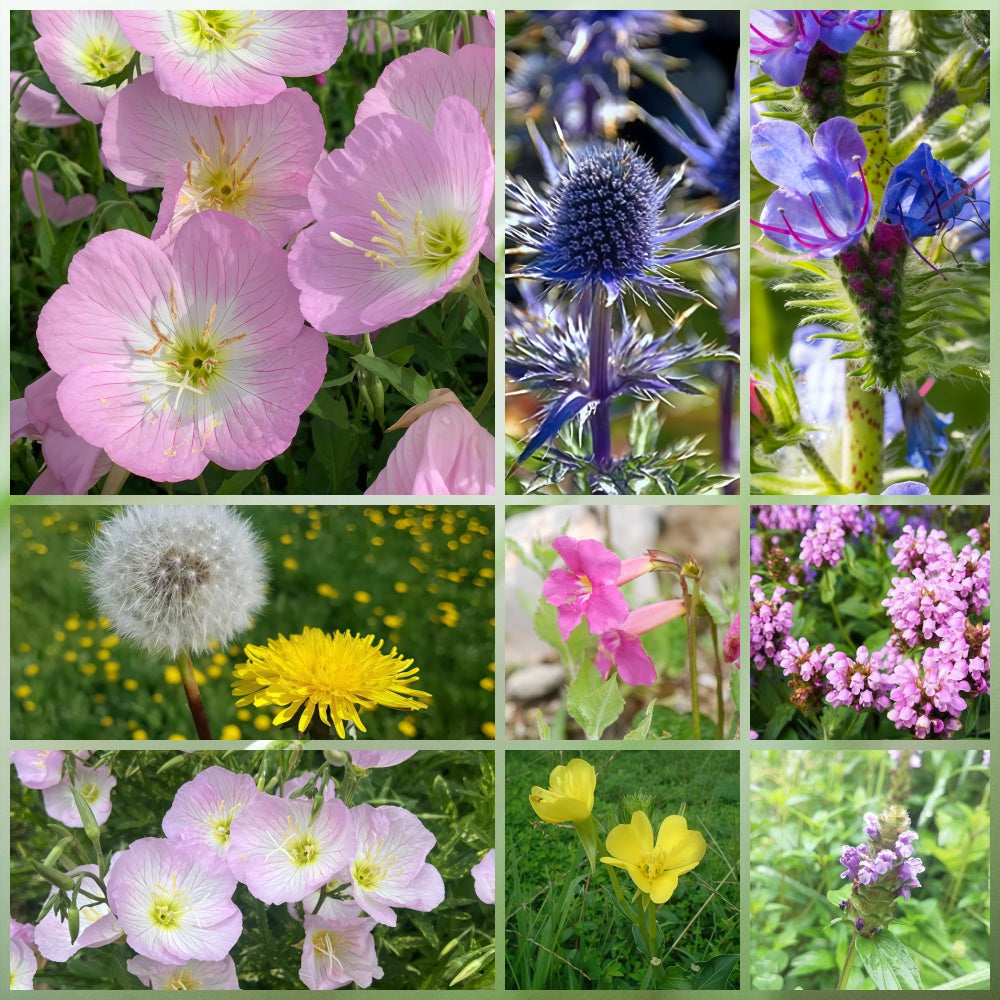 Wildflower Seeds - Rustic Charm Mix Includes Incarvillea Delavayi, Chelidonium Majus, Eryngium, etc.