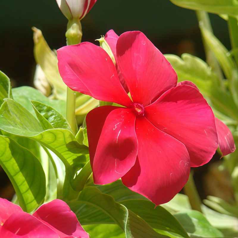 Catharanthus Roseus Red Seeds up to 50%