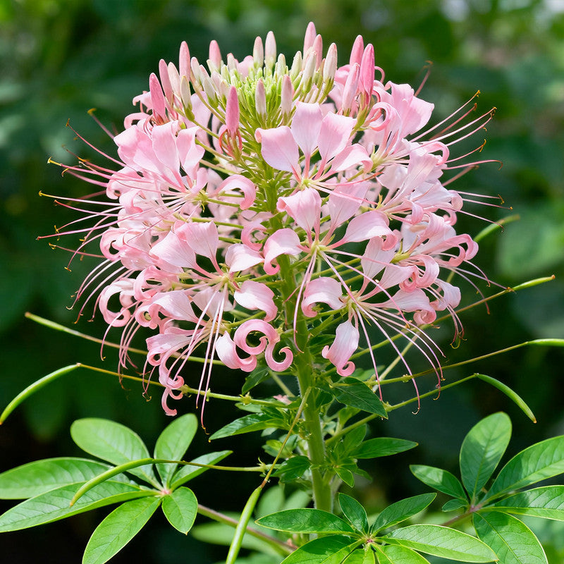 Cleome Seeds Pink up to 50% Large Pack · 3000-15000 Seeds