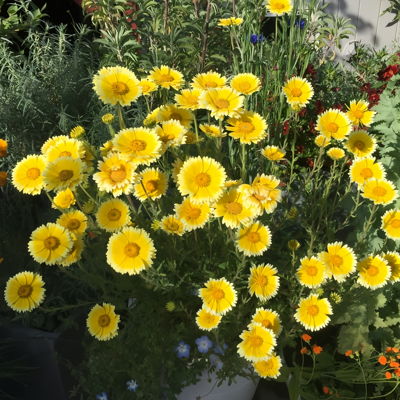 Layia Platyglossa Yellow White Border Seeds up to 50%