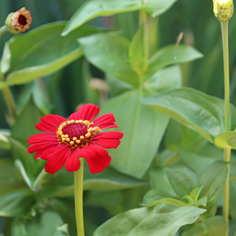 Zinnia Elegans Seeds - Red Single Petaled Larger Packet High Germination 800-4000 Onsaleseeds