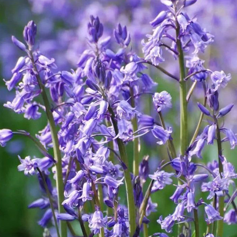 Blue Sage¢ò Seeds - Larger Packet High Germination 1500-7500 Onsaleseeds