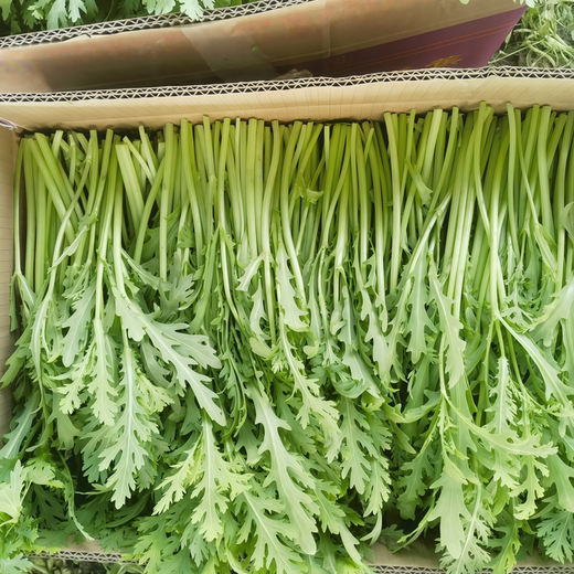 Green Chrysanthemum Frutescens Seeds
