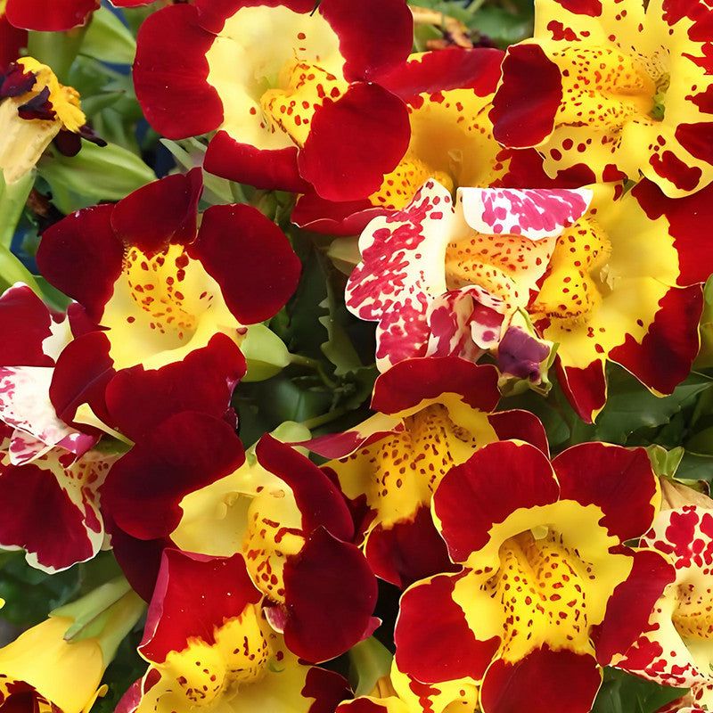 Mimulus Hybridus Mix Seeds up to 50% Large Pack · 200-1000 Seeds