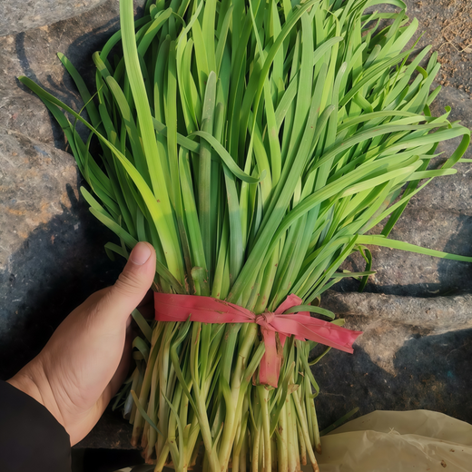 Leek Seeds