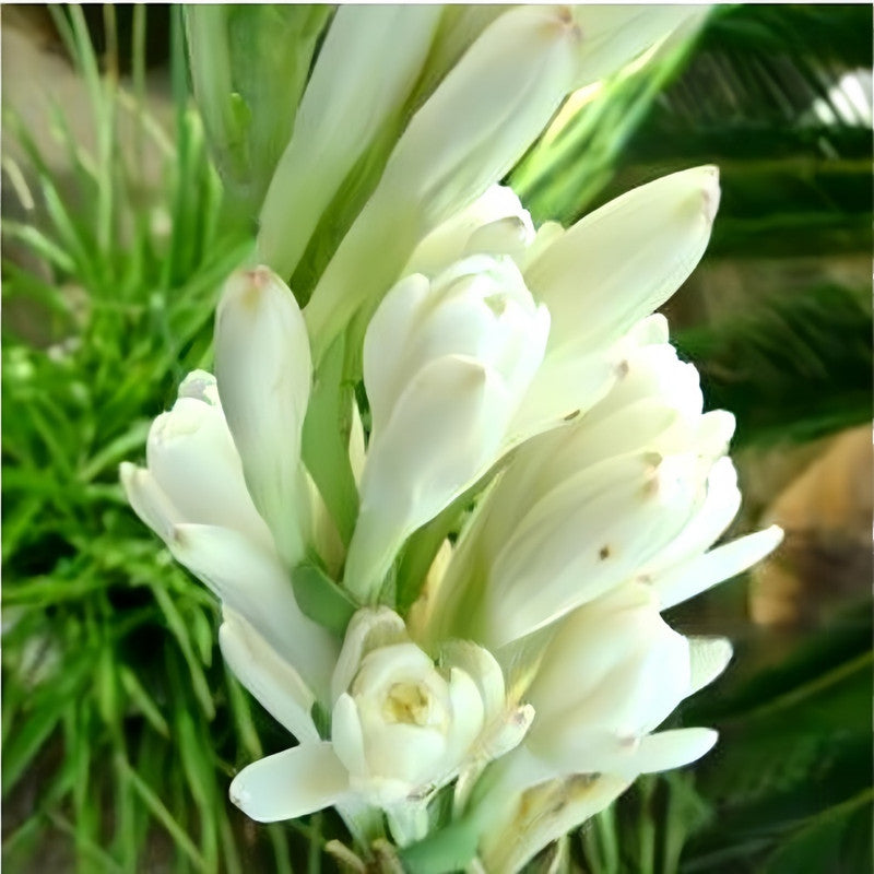 Tuberose Bulbs - Yellow