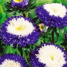 China Aster Seeds - Blue White