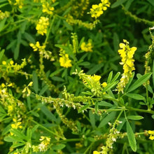 Sweet Clover Seeds