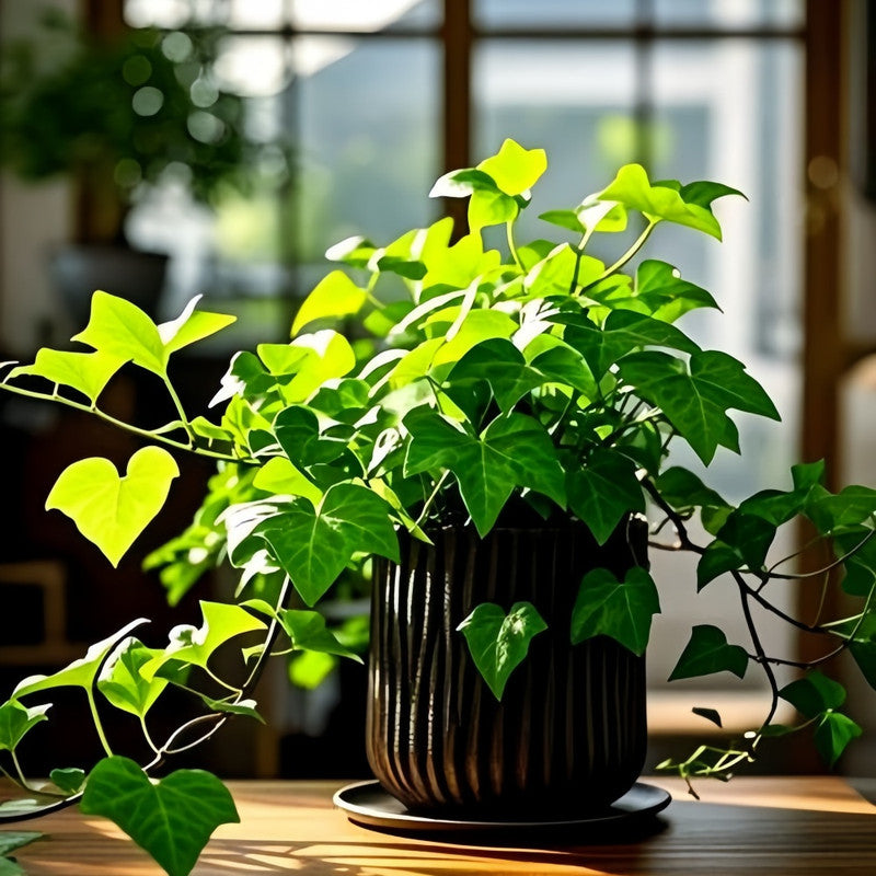 Ivy Climbing Seeds up to 50%