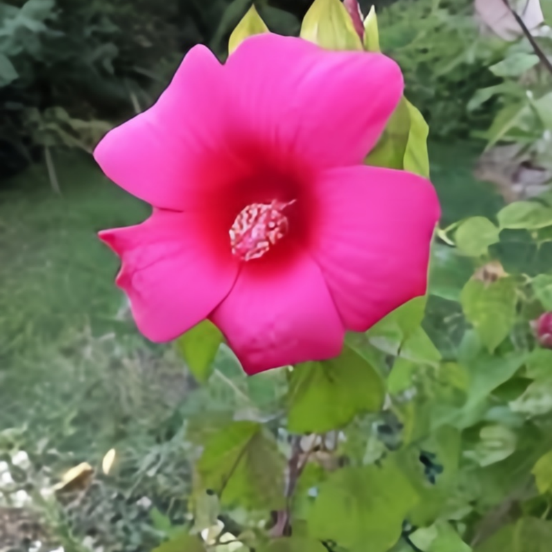 Abelmoschus Rose Pink Seeds up to 50%