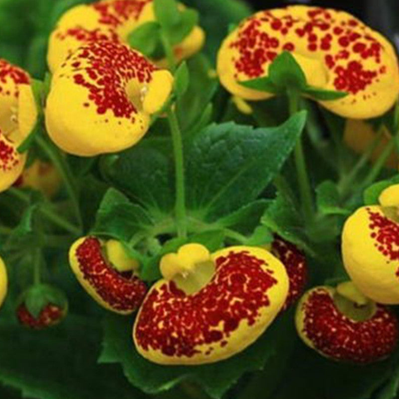 Calceolaria Crenatiflora Seeds - Mix Larger Packet High Germination 1000-2000 Onsaleseeds