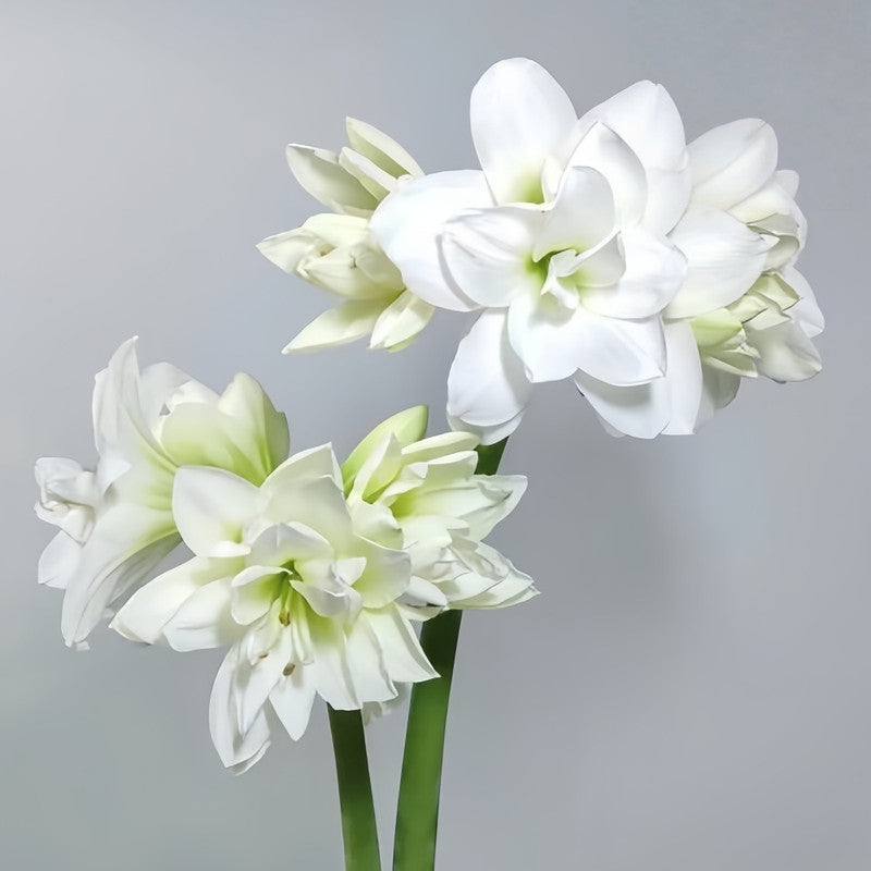 Amaryllis Bulbs - White Fairy