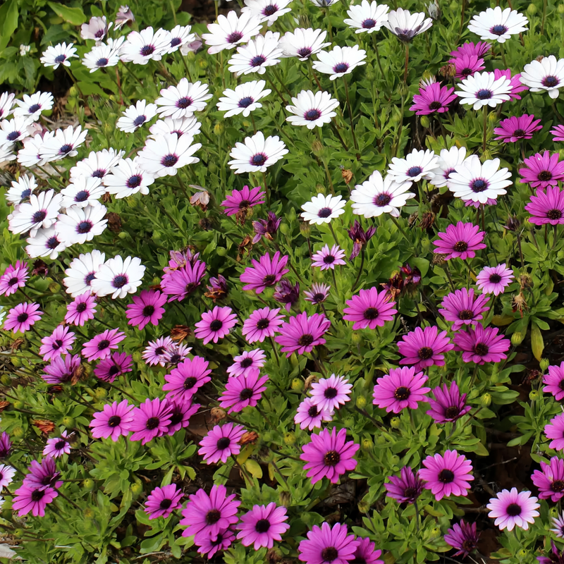 Cape Daisy Seeds - Mix Larger Packet High Germination 1000-5000 Onsaleseeds