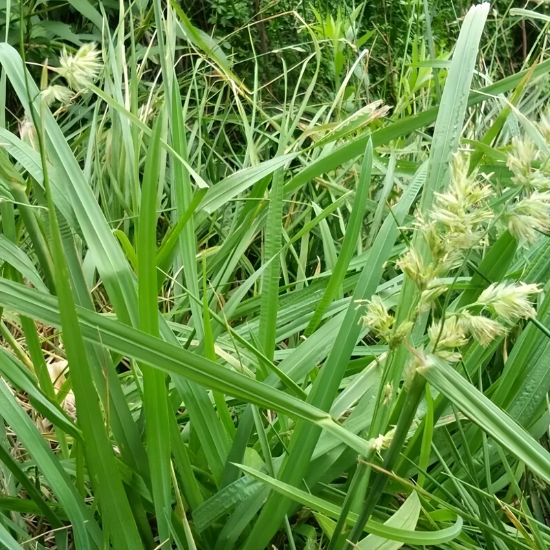 Dactylis Glomerata Seeds - Larger Packet High Germination 1/4-1/2LB Onsaleseeds