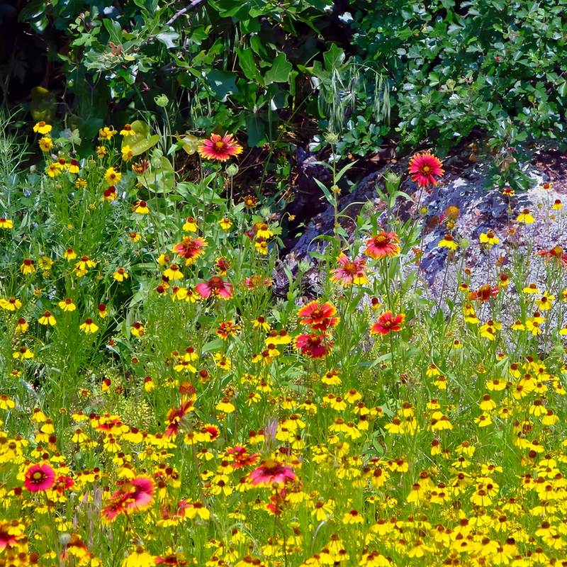 Flowering Plant Combination Shade Tolerant Mix Seeds up to 50%