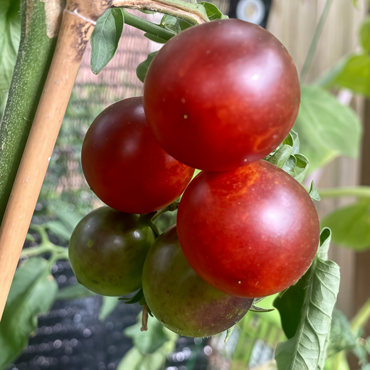 Large Red Ornamental Pepper Seeds