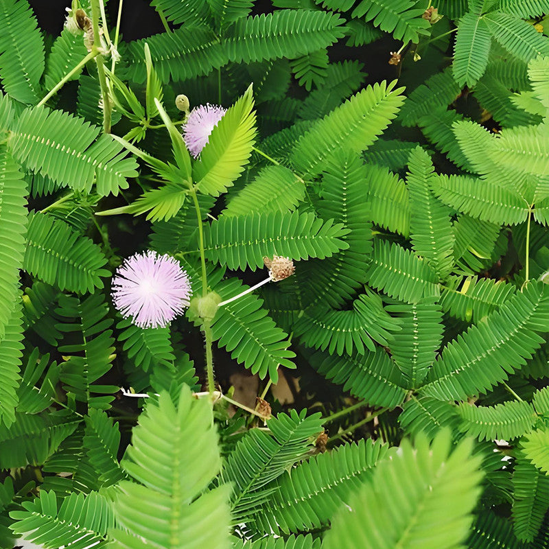 Mimosa Pudica Green Leaf Pink Flower Seeds up to 50% Large Pack · 600-3000 Seeds