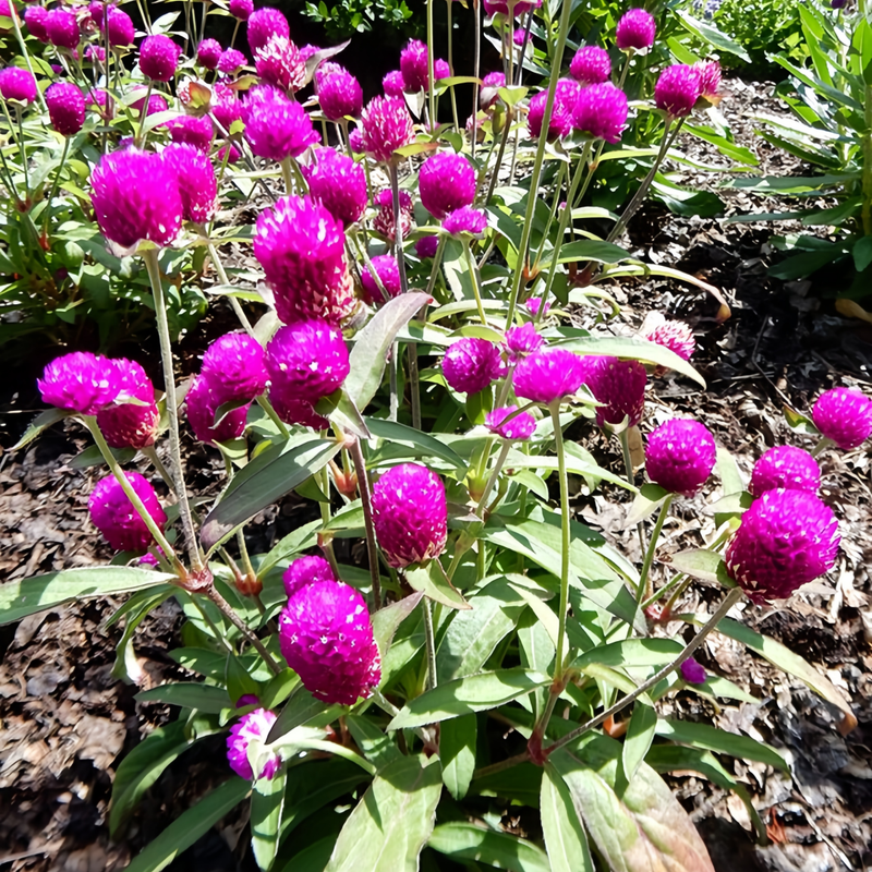 Gomphrena Globosa Seeds - Purplish Red Larger Packet High Germination 600-3000 Onsaleseeds