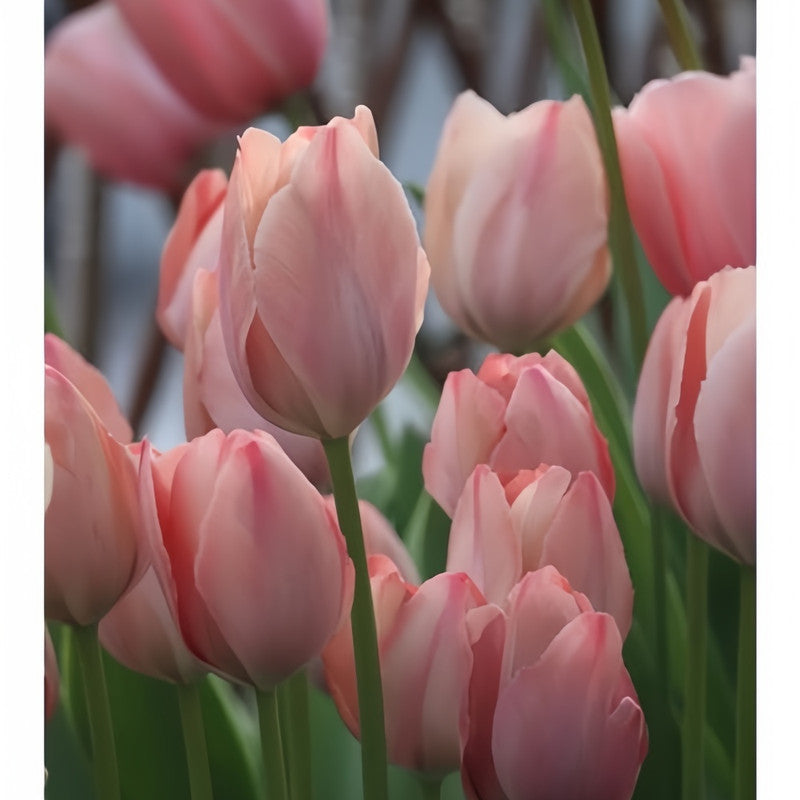 Tulip Bulbs - Simon Van Der Aak