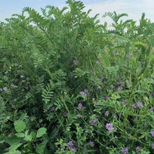 Astragalus Adsurgens Seeds