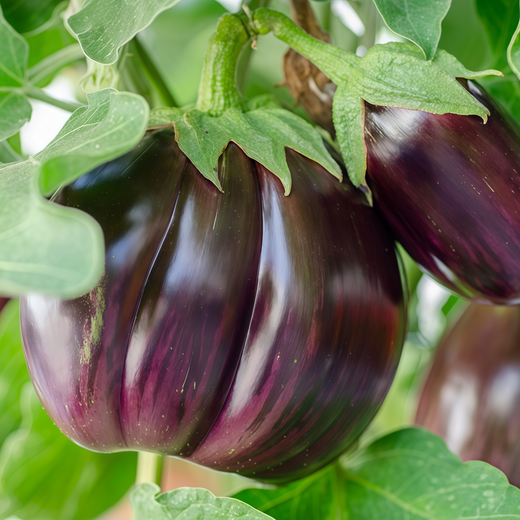 Purple Flat Solanum Seeds