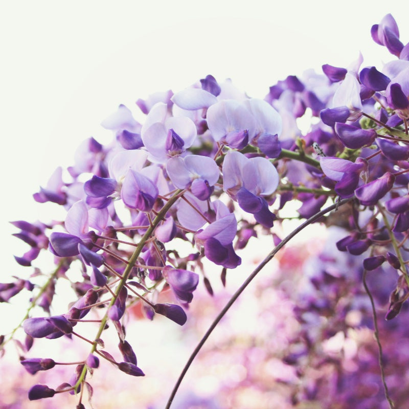 Wisteria Seeds up to 50%